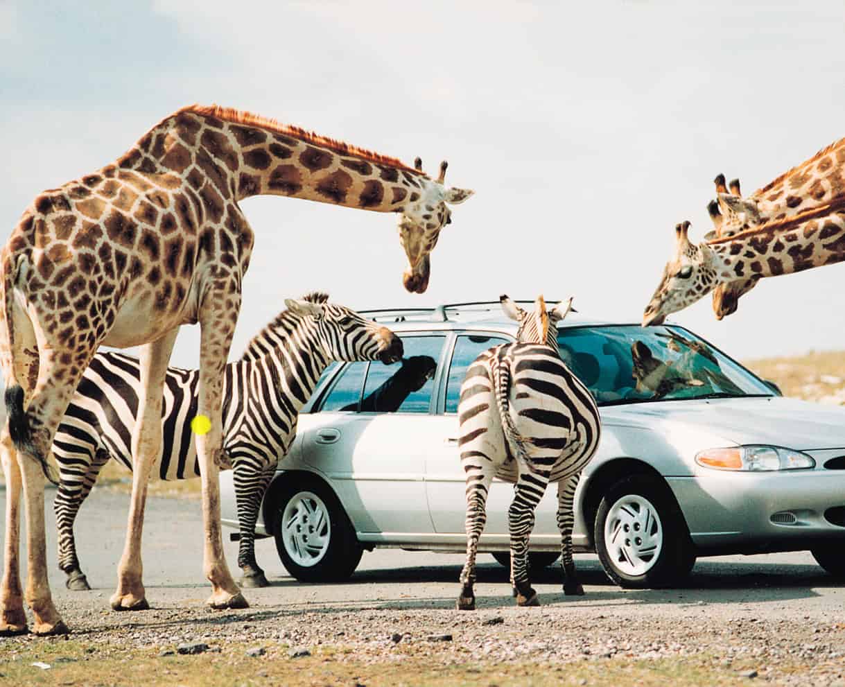 african lion safari in ontario