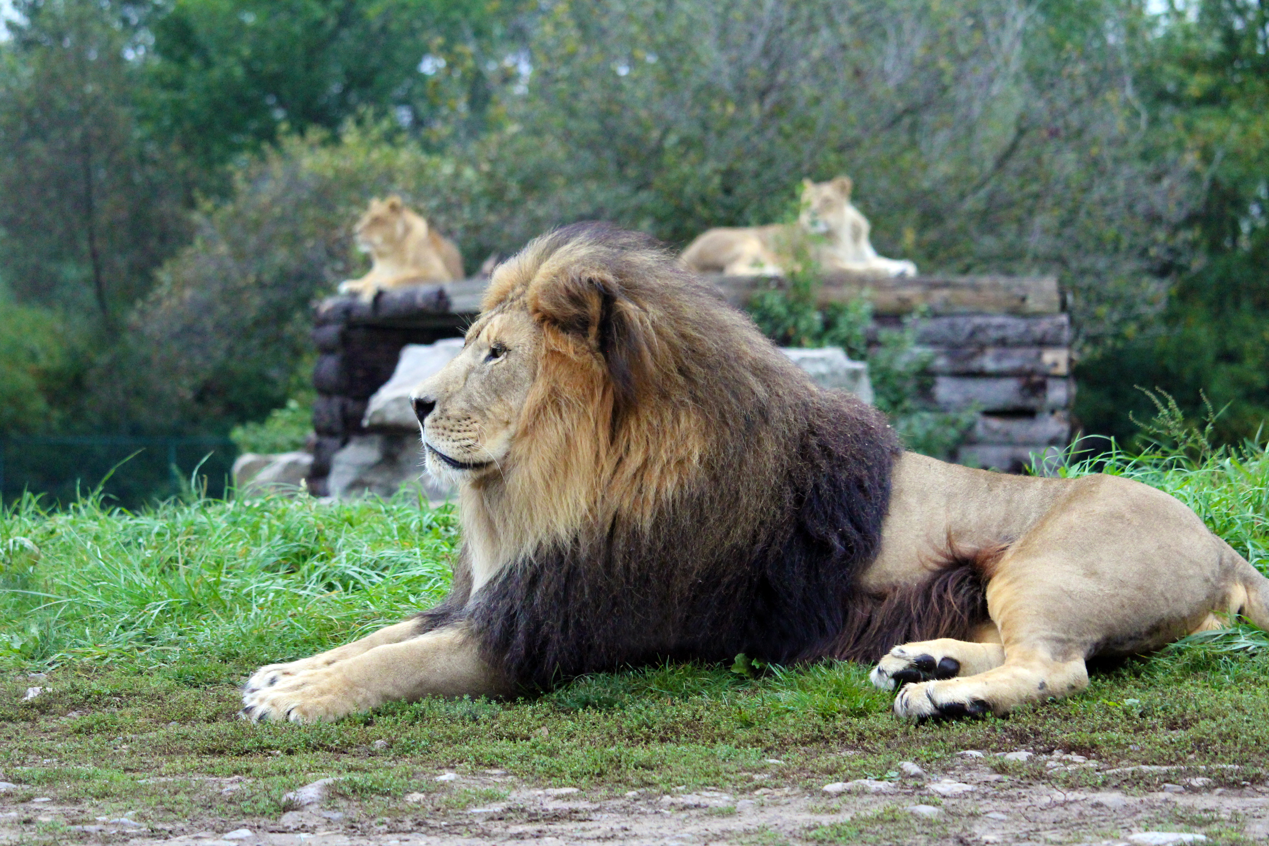 African Lion Safari - Tourism Burlington Tourism Burlington